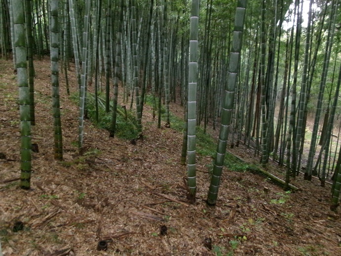 20241121竹林整備活動 (2).jpg