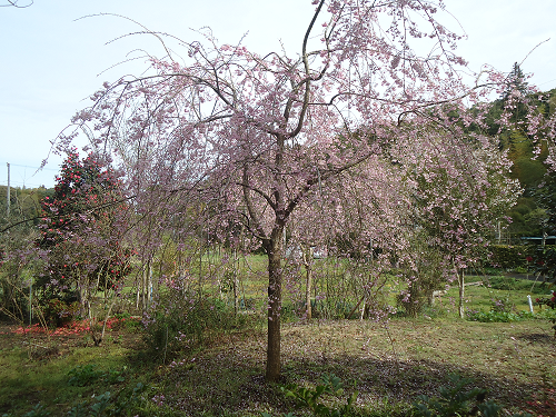 93.27枝垂れ桜満開